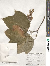 Acer pensylvanicum image