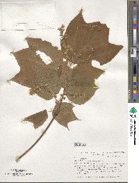 Acer pensylvanicum image