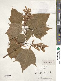 Acer pensylvanicum image