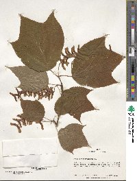 Acer pensylvanicum image