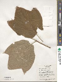 Acer pensylvanicum image