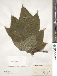 Acer pensylvanicum image
