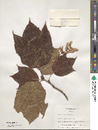 Acer pensylvanicum image
