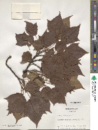 Acer pensylvanicum image