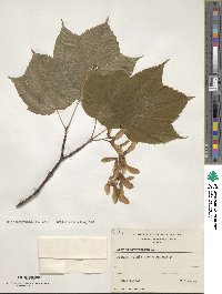 Acer pensylvanicum image