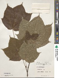 Acer pensylvanicum image