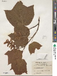 Acer pensylvanicum image