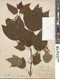 Acer pensylvanicum image