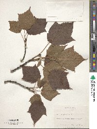 Acer pensylvanicum image