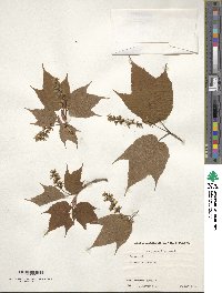 Acer pensylvanicum image