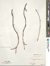 Acer pensylvanicum image