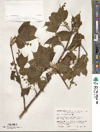 Acer pensylvanicum image