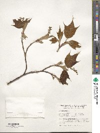 Acer pensylvanicum image