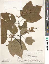 Acer pensylvanicum image