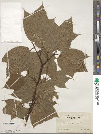 Acer pensylvanicum image