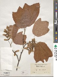 Acer pensylvanicum image