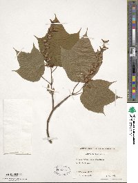 Acer pensylvanicum image