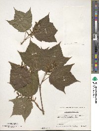 Acer pensylvanicum image