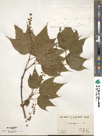 Acer pensylvanicum image