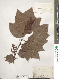 Acer pensylvanicum image