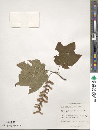 Acer pensylvanicum image