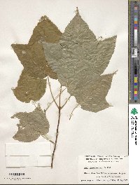 Acer pensylvanicum image