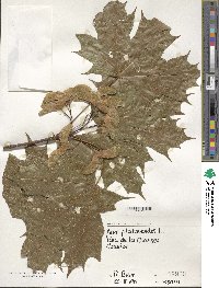 Acer platanoides image