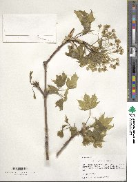 Acer platanoides image