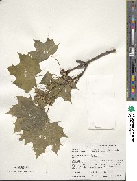 Acer platanoides image