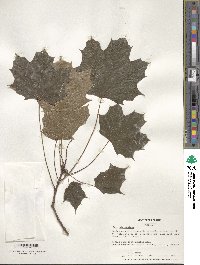 Acer platanoides image