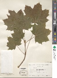 Acer platanoides image