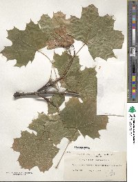 Acer platanoides image