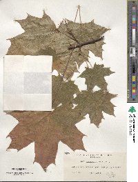 Acer platanoides image