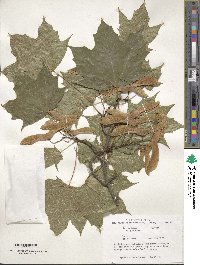 Acer platanoides image