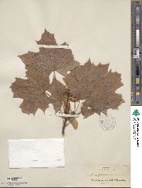 Acer platanoides image