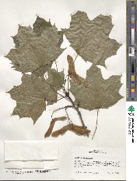 Acer platanoides image