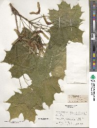 Acer platanoides image