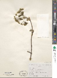 Acer platanoides image