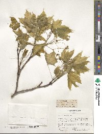 Acer platanoides image