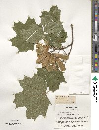 Acer platanoides image