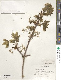 Acer platanoides image