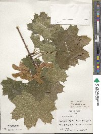 Acer platanoides image