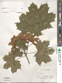 Acer platanoides image