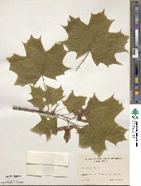 Acer platanoides image