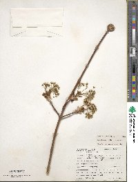 Acer platanoides image