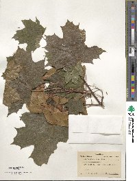 Acer platanoides image