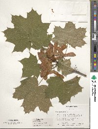 Acer platanoides image