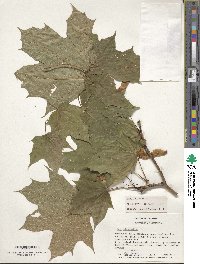 Acer platanoides image