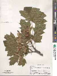 Acer platanoides image