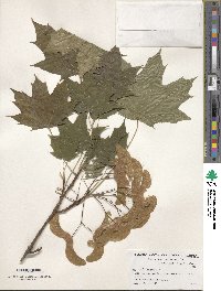 Acer platanoides image